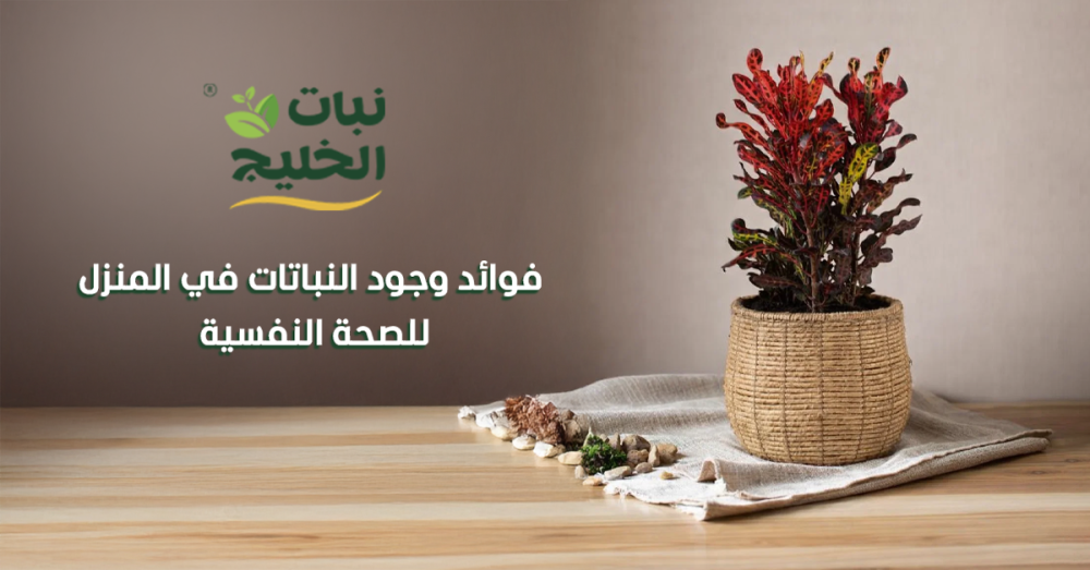 فوائد وجود النباتات في المنزل للصحة النفسية