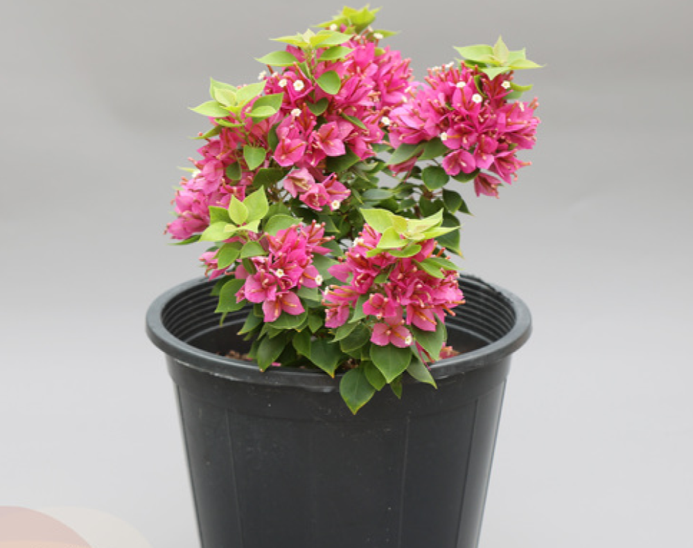 الجهنمية القزمية -Bougainvillea