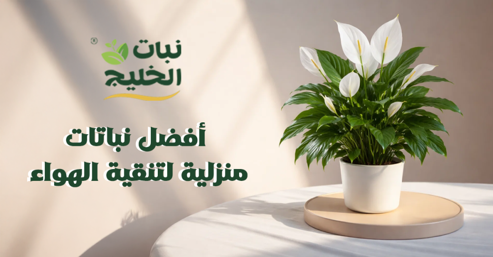 أفضل نباتات منزلية لتنقية الهواء