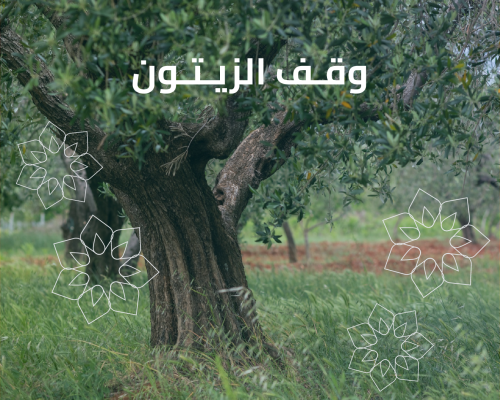 وقف الزيتون