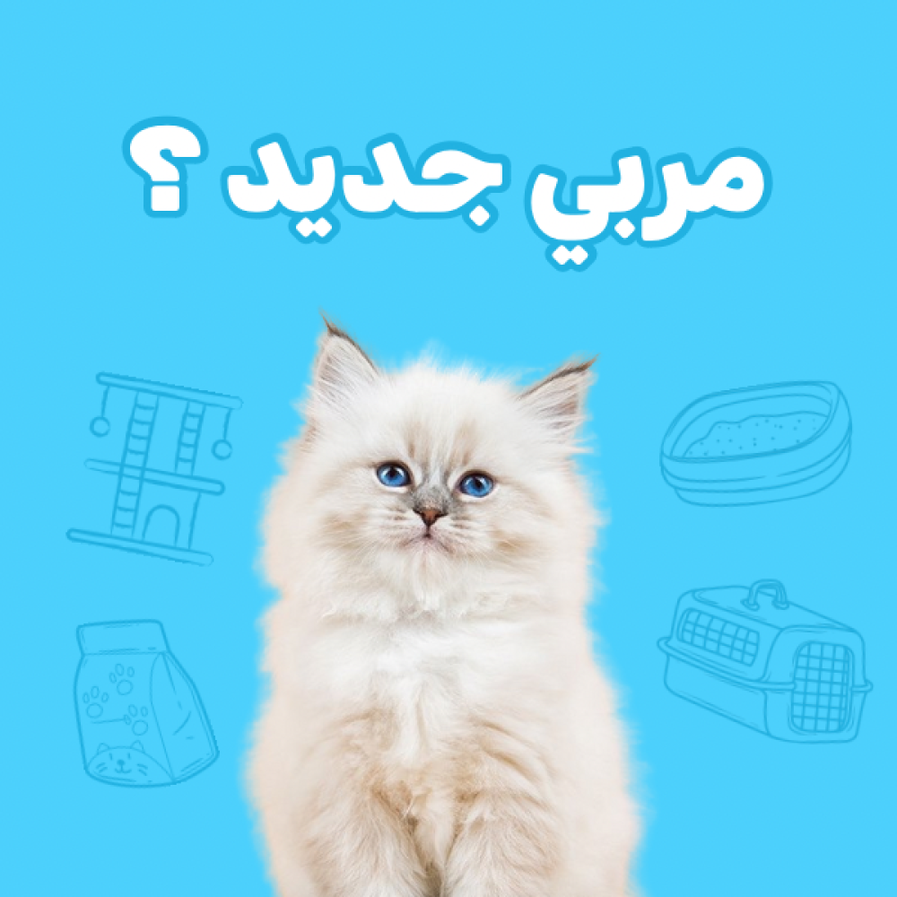 تربية القطط