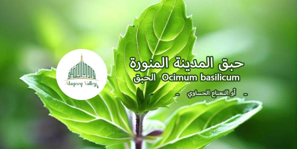 الحبق (Mentha longifolia)