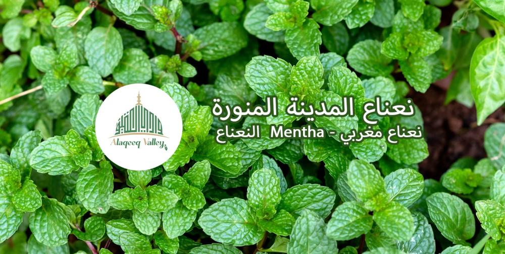 النعناع ( Mentha )