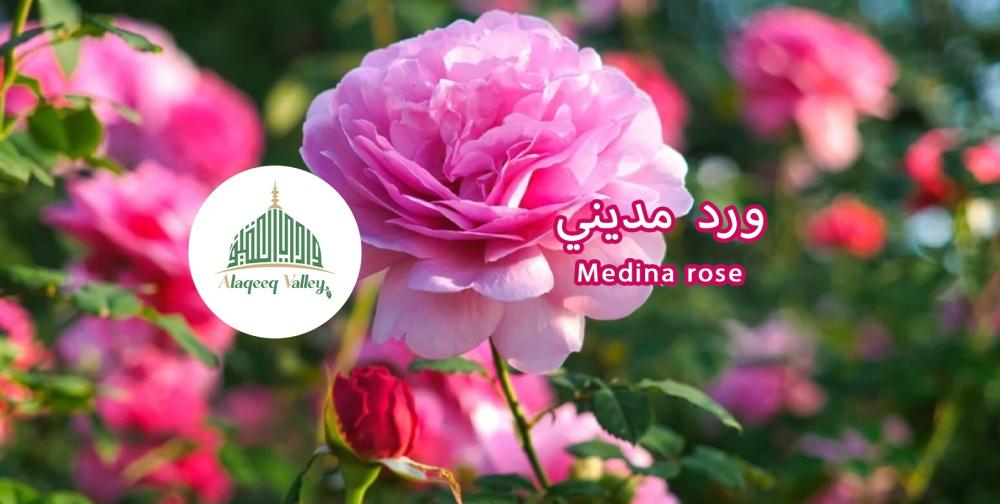 الورد المديني ( Medina rose )