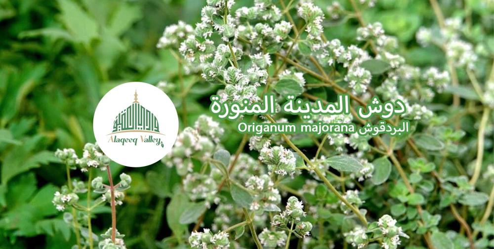 الدوش او البردقوش ( Origanum majorana )