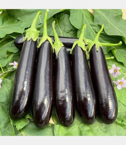 باذنجان طويل