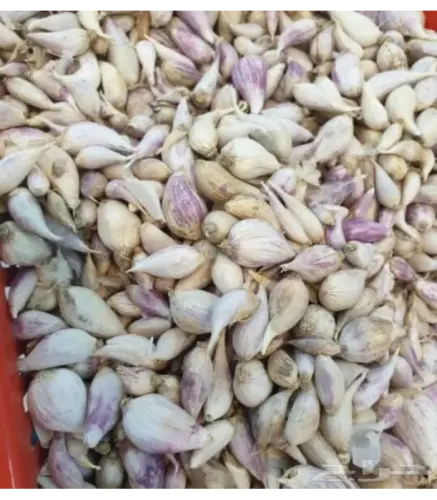 ثوم ذكر