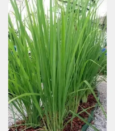 عطره