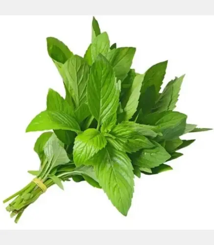 نعناع