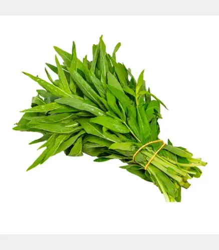 حبق