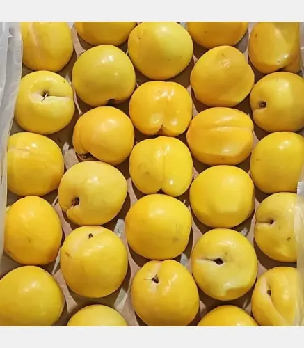 بخارة علبة اصفر