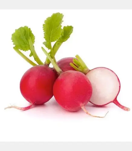 فجل