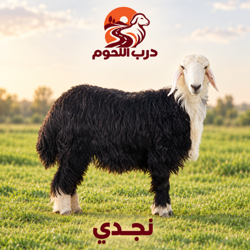 نجدي بلدي جذع طازج يذبح بعد الطلب من درب اللحوم
