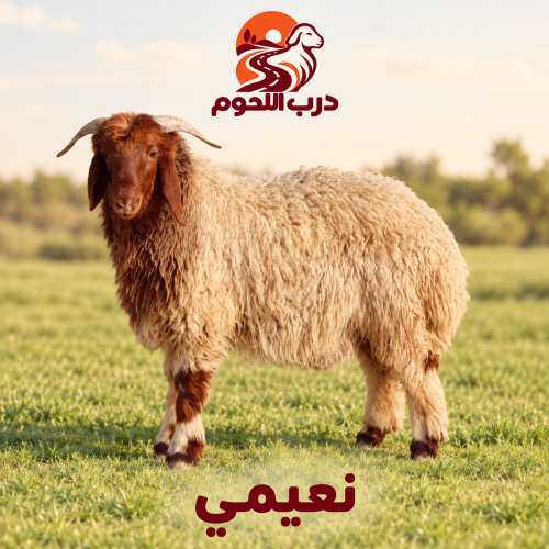 نعيمي بلدي لباني/ صغير  طازج  يذبح بعد الطلب من درب اللحوم