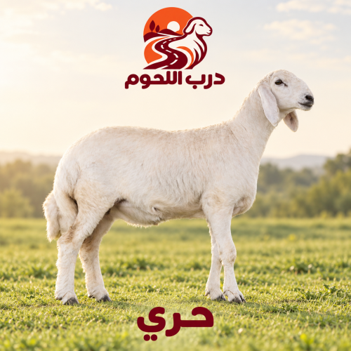 حري بلدي جذع طازج يذبح بعد الطلب من درب اللحوم
