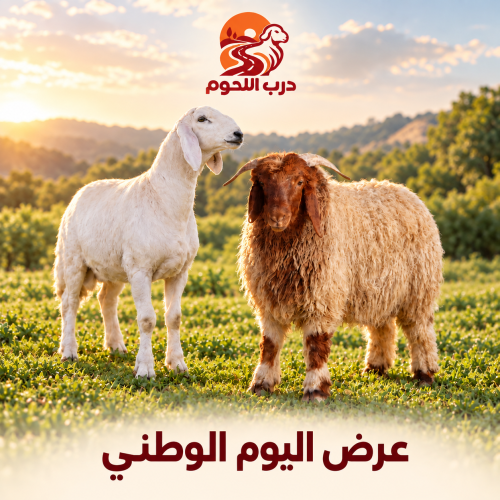 عرض اليوم الوطني السعودي من درب اللحوم نعيمي او حري بلدي طازج