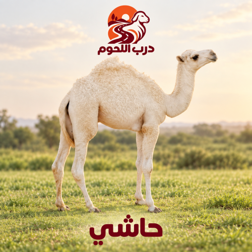 حاشي بلدي طازج من درب اللحوم