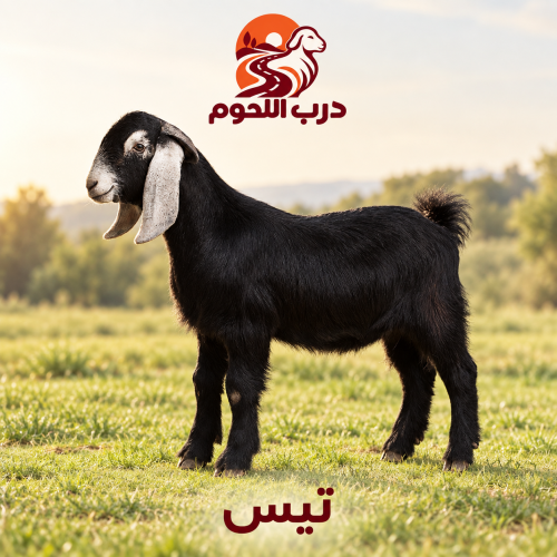 تيس عارضي لباني بلدي  طازج يذبح بعد الطلب من درب اللحوم