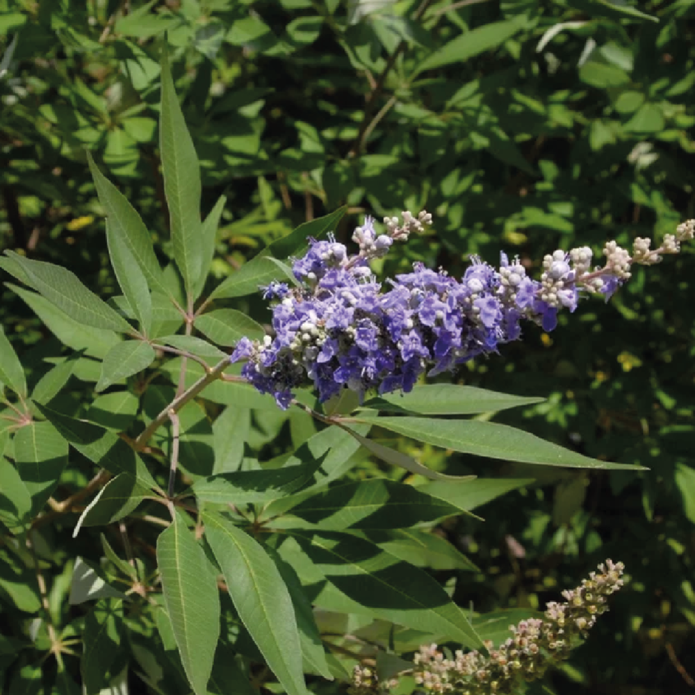 كف مريم أو أصبع العذراء واسمها العلمي Vitex Agnus Castus