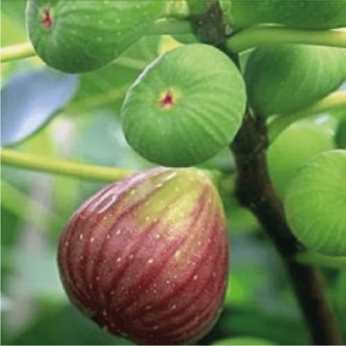 تين تركي براون Ficus carica