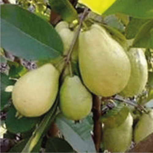 جوافة بيضاء و اسمها العلمي Psidium albescens