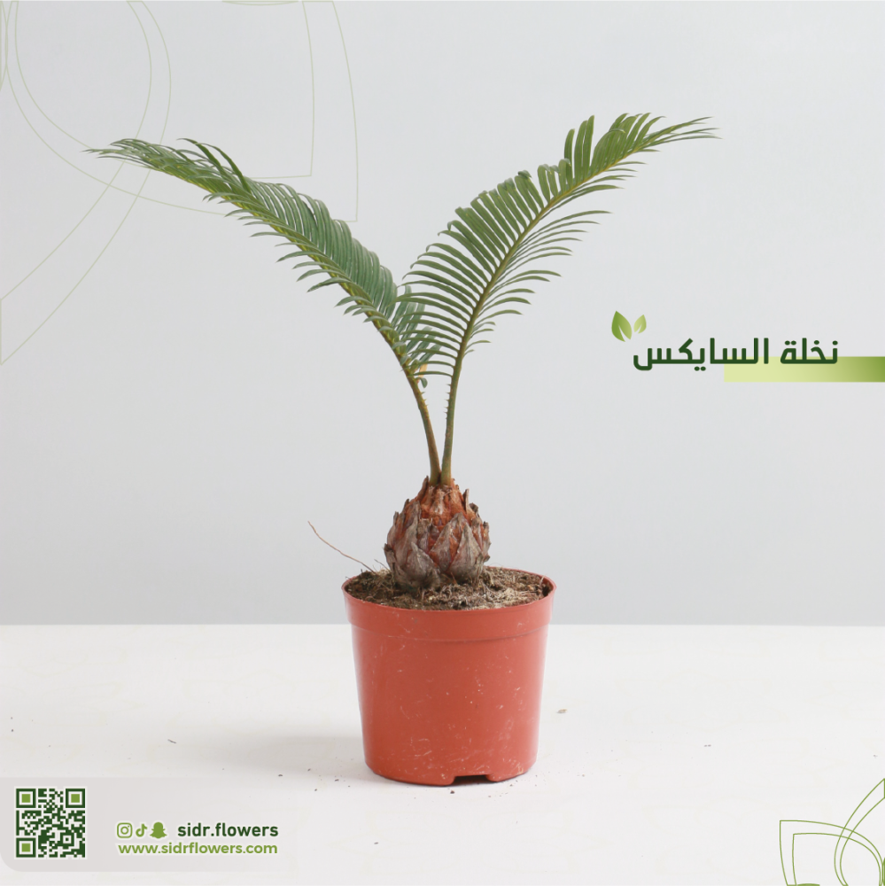 نخلة السايكس مركن 9سم اسمه العلمي Cycas revoluta