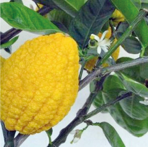 الترنج او شجرة الأترنج واسمها العلمي Citrus limon