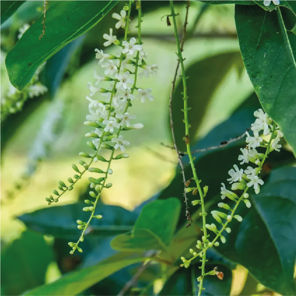 نبات الياسمين الاسترالي او ما يسمى ب Citharexylum quadrangulare