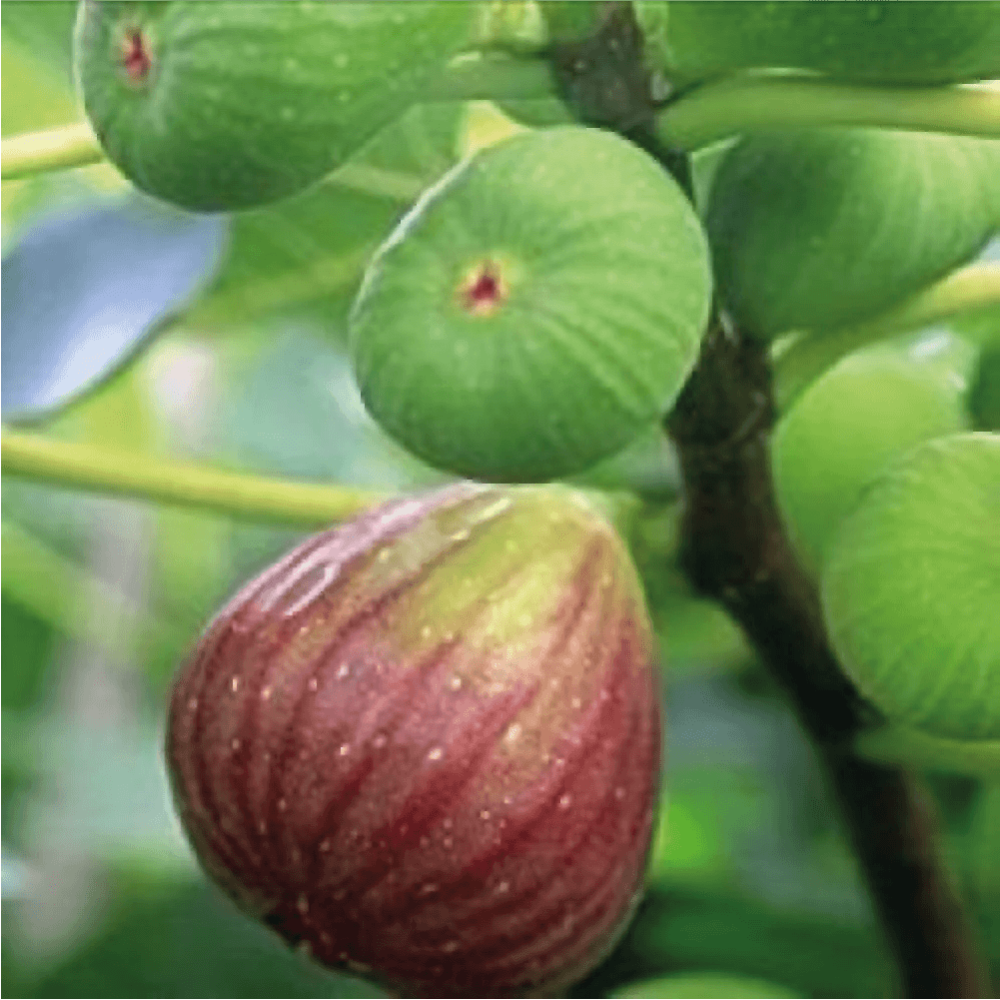 تين تركي براون Ficus carica