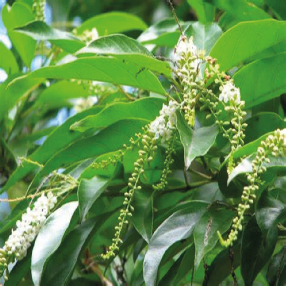 نبات الياسمين الاسترالي او ما يسمى ب Citharexylum quadrangulare