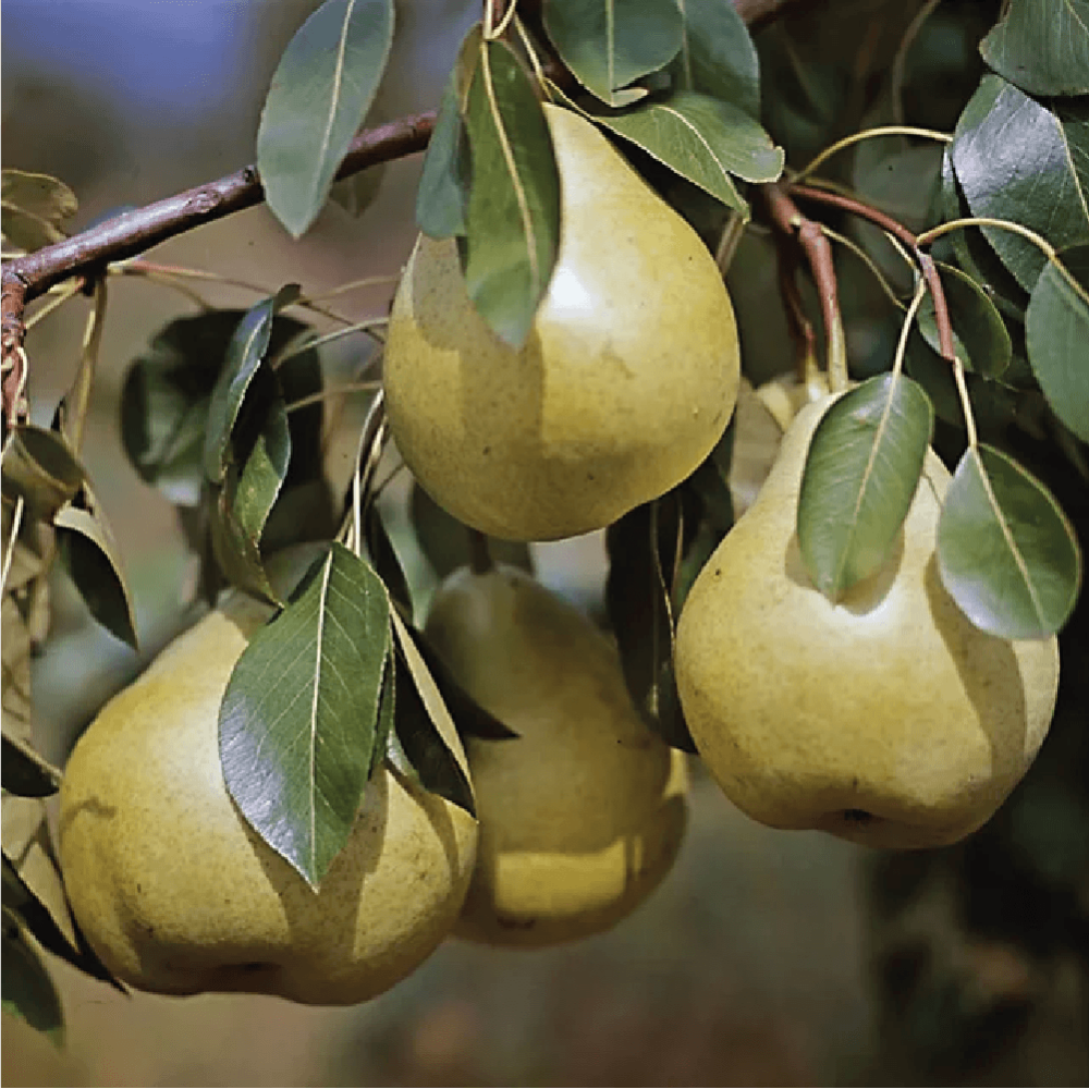 شجرة الكمثرى او الاجاص و اسمها العلمي Pyrus communis