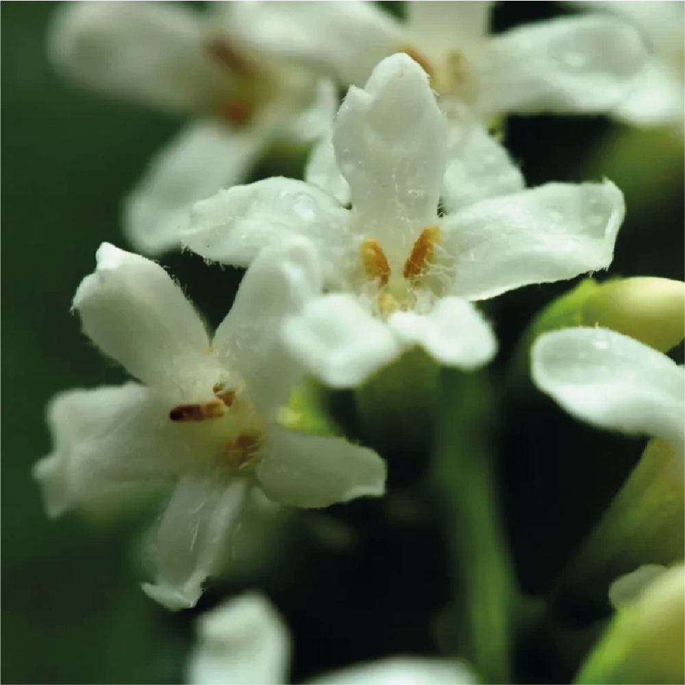 نبات الياسمين الاسترالي او ما يسمى ب Citharexylum quadrangulare