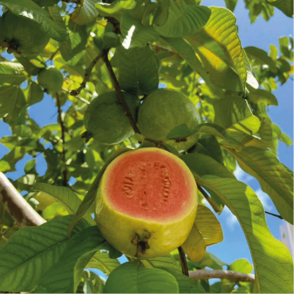 جوافة احمر و اسمها العلمي Psidium guajava
