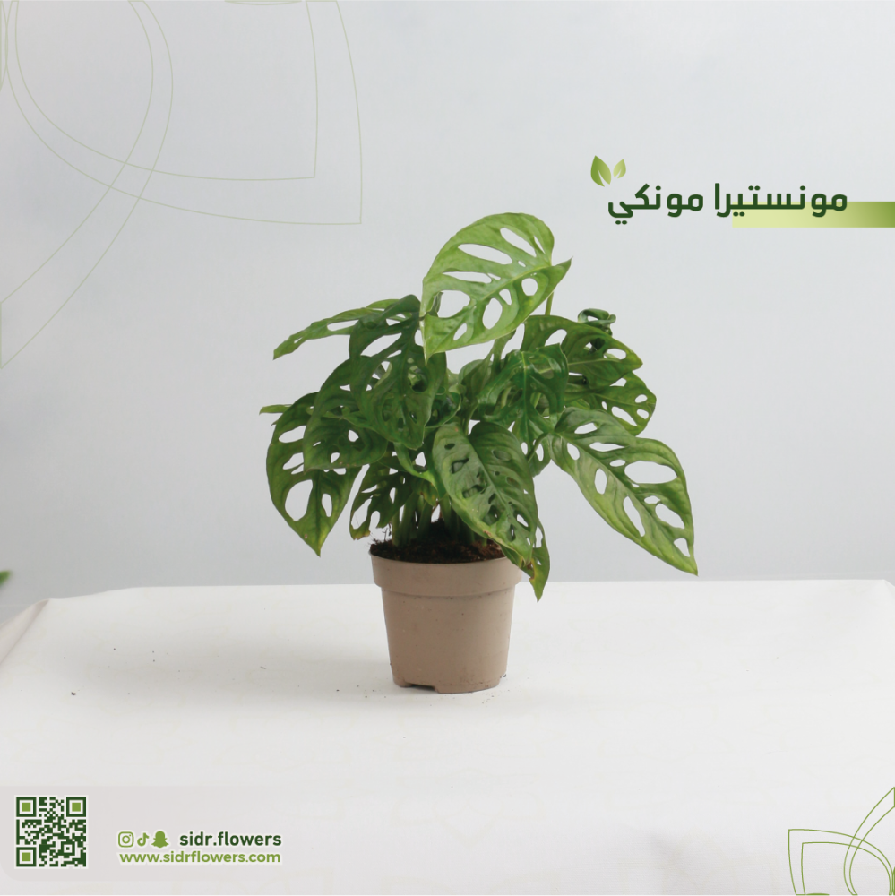 مونستيرا مونكي مركن 12سم نبات مونستيرا ادنسوني - Monstera adansonii