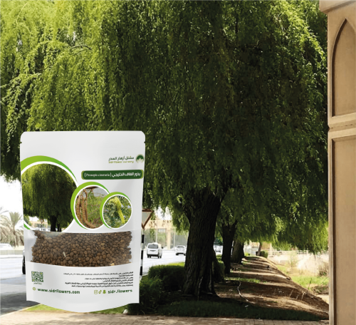 بذور الغاف الخليجي ( Prosopis cineraria )