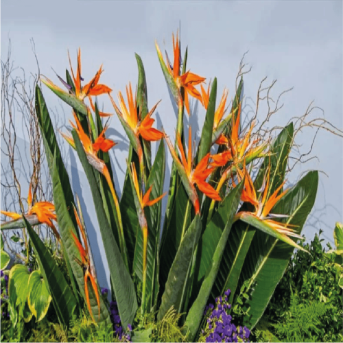 نبات عصفور الجنة و اسمه العلمي Strelitzia nicolai