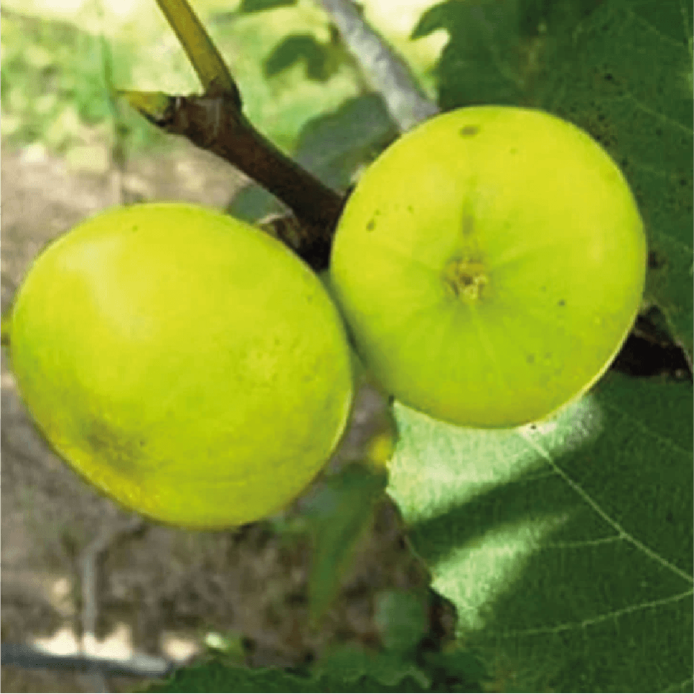 تين اخضر عسلي او ما يسمى باللغة الانجليزية Ficus carica