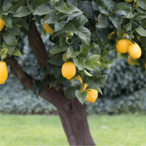 الليمون البرازيلي Citrus lemon