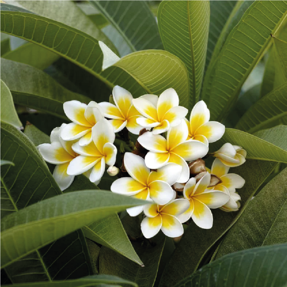 شتلة الياسمين الهندي او البلوماريا او ما يطلق عليها Plumeria
