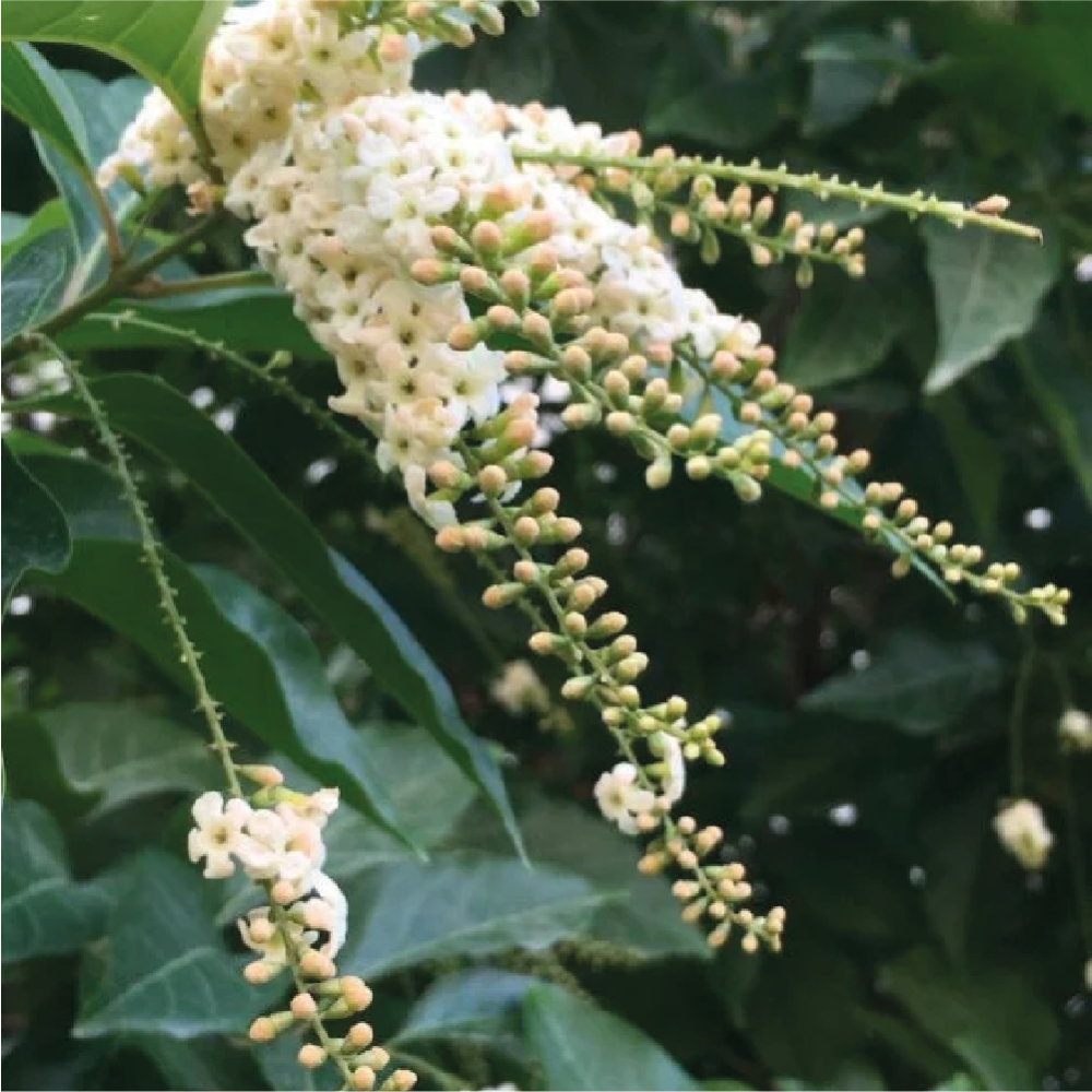 ياسمين فرنسي نبات الياسمين الفرنسي او ما يسمى ب Jasmine grandiflorum