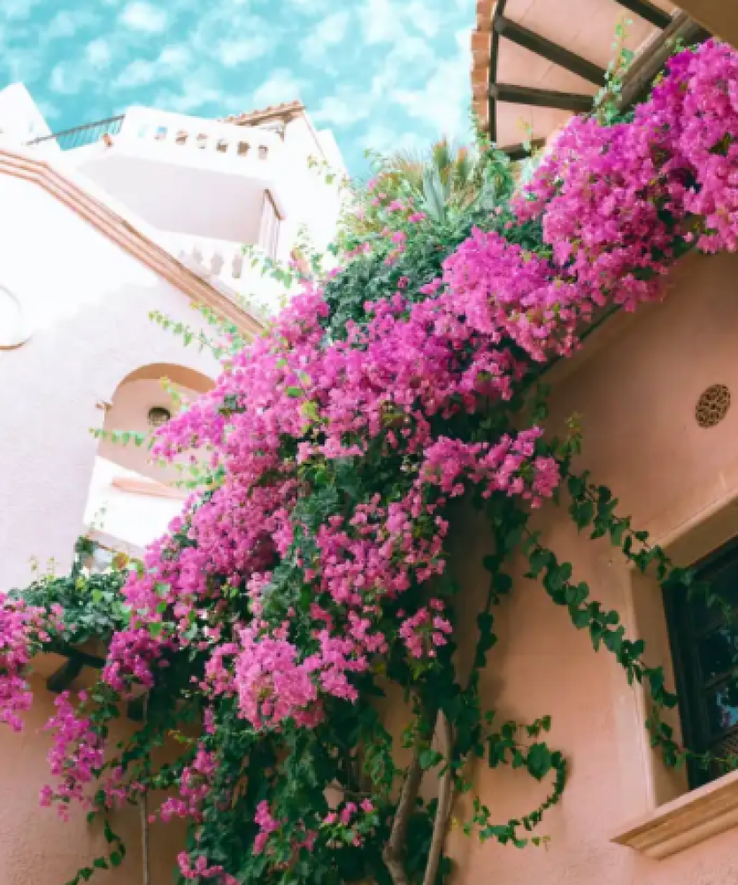 جهنمية هولندي او ما يسمى ب Bougainvillea spectabilis