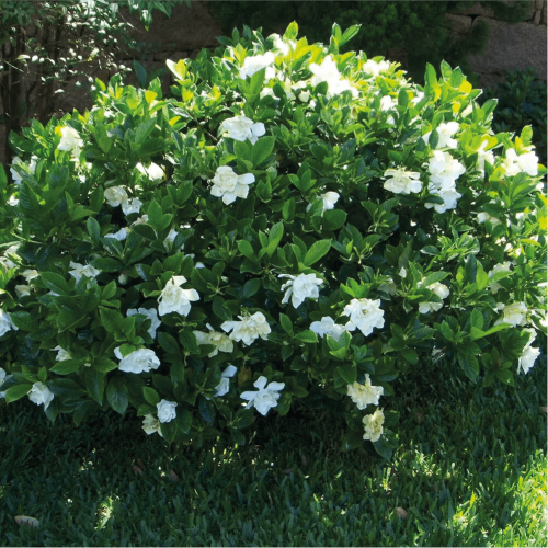 الجاردينيا او القاردينيا و اسمها العلمي Gardenia J...