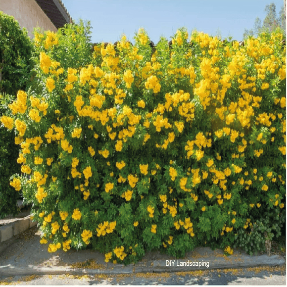 التيكوما واسمها العلمي Tecoma stans او Bignoniaceae