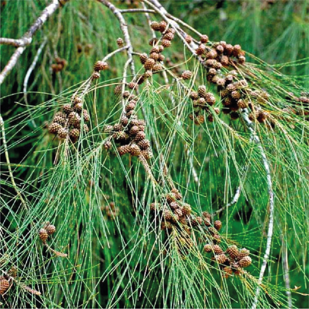 شجرة اثل امريكي او الكازوارينا وتسمى بالانجليزية Casuarina