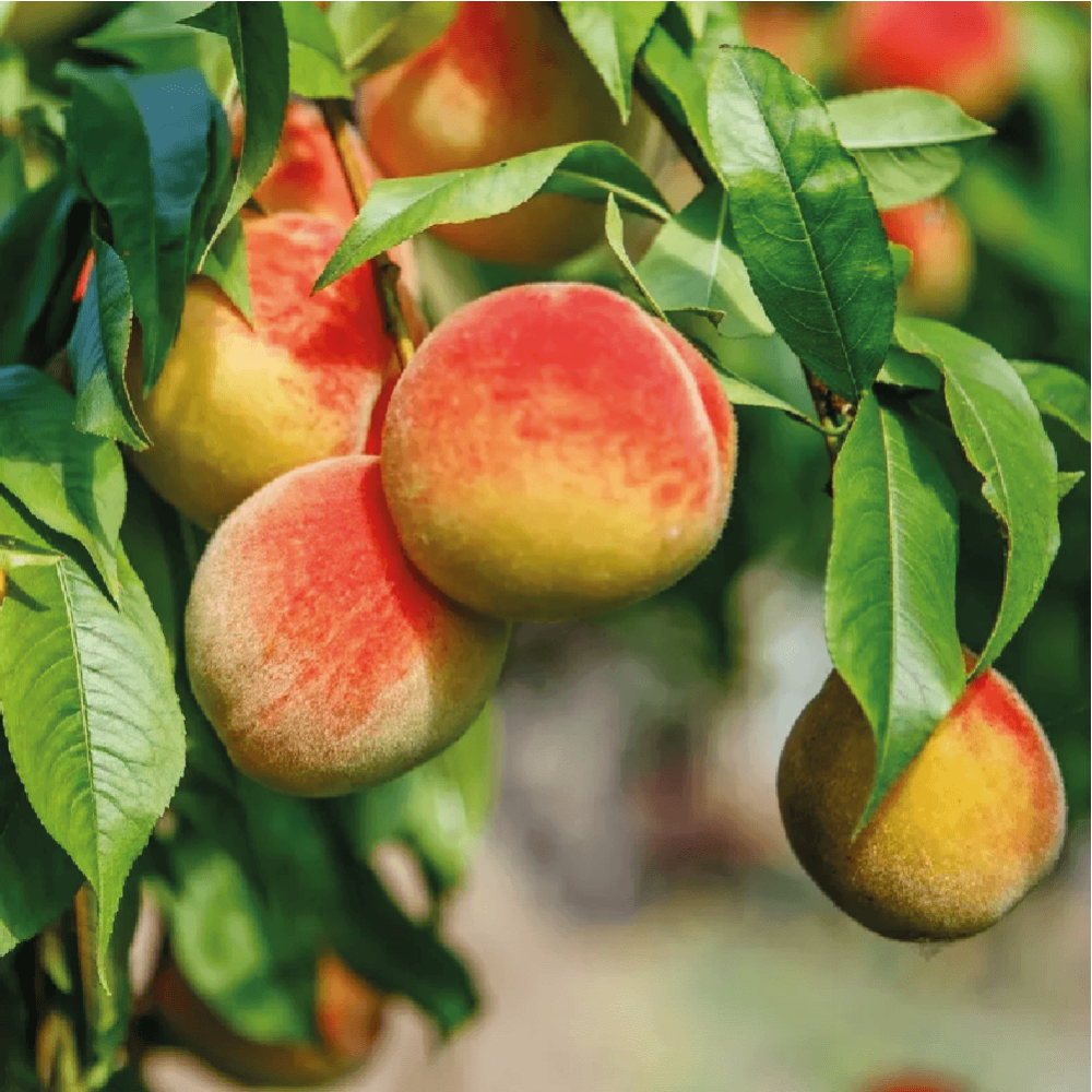 الخوخ البلدي و اسمها العلمي Prunus persica