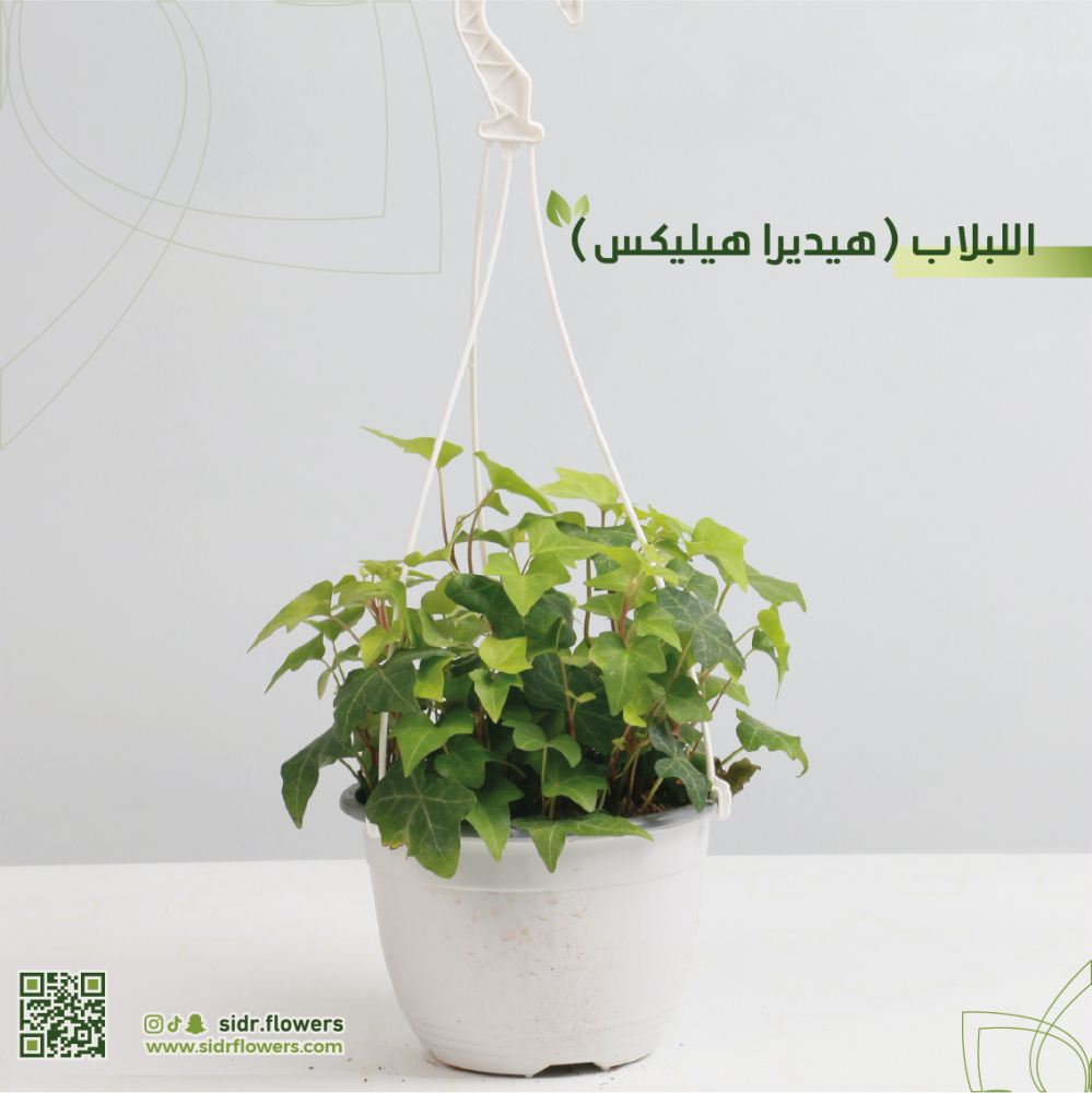 اللبلاب (هيديرا هيليكس) مركن 13سم