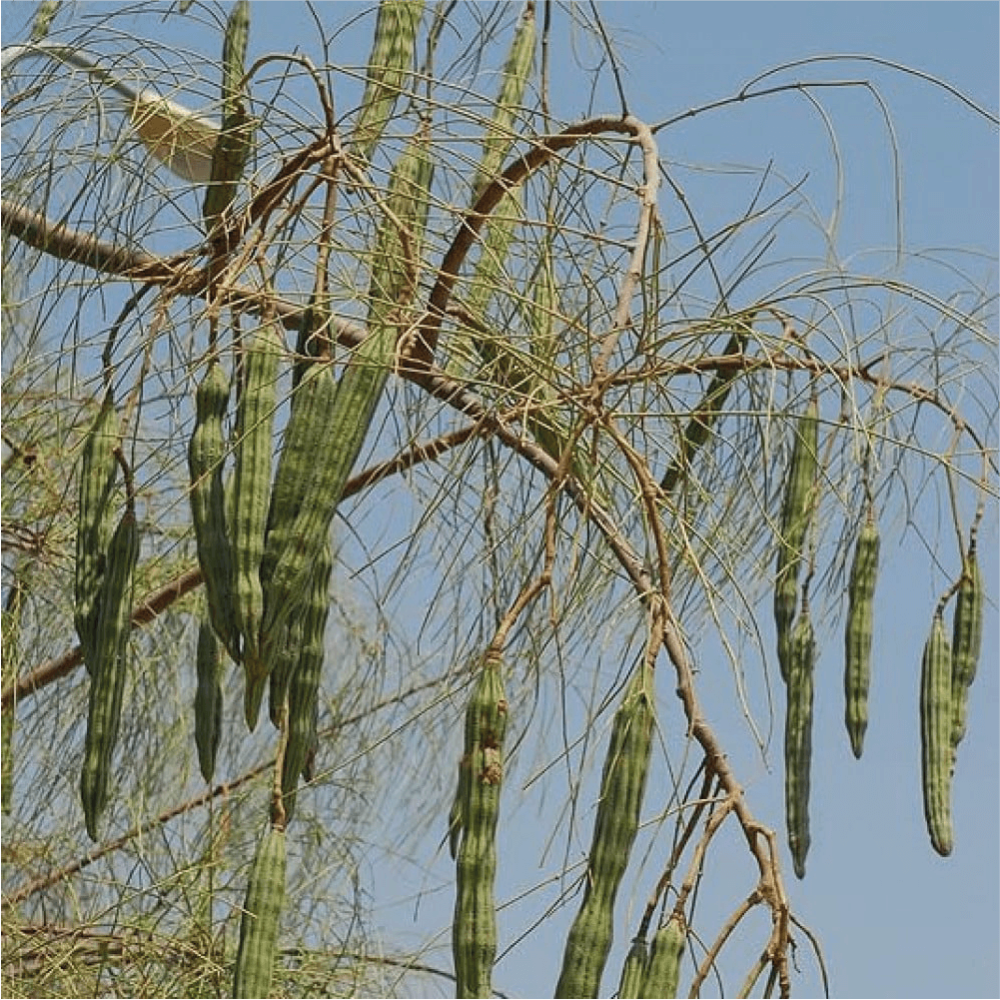 مورنجا عربي او Moringa Peregrina