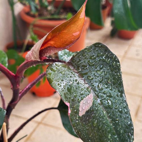 Philodendron Pink Princess - نبتة الأميرة الوردية...