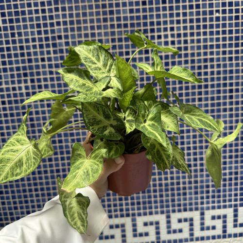 السنجونيوم Syngonium