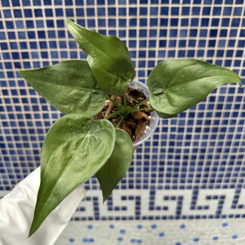 ألوكاسيا كوكولاتا - Alocasia Cucullata